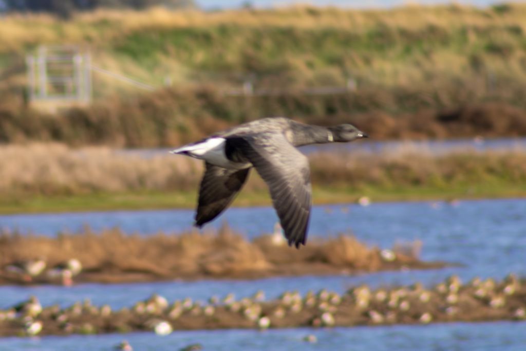 Brant Goose (Branta bernicla) In flight